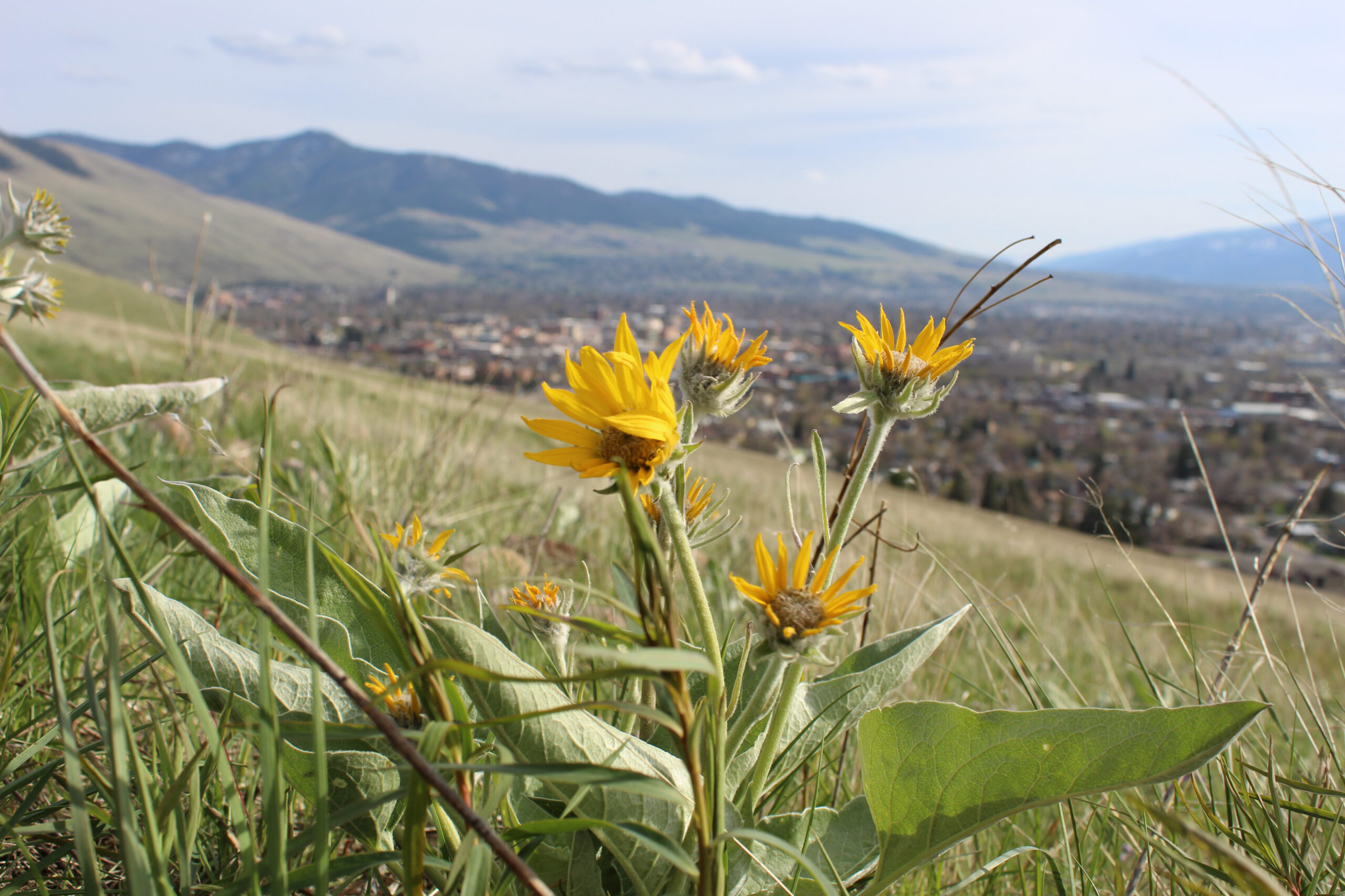 Flowers growing on hillside overlooking town