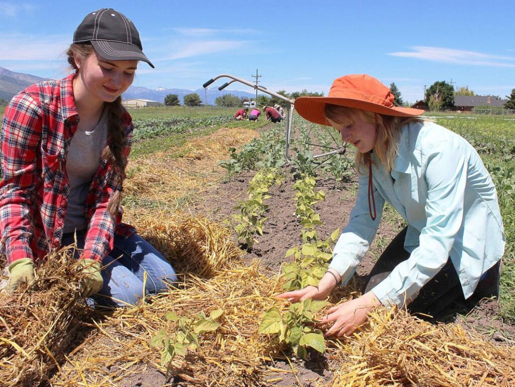 2 girls work in a garden